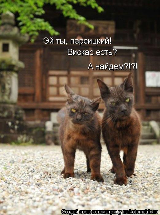 Эй ты, персицкий! Вискас есть? А найдем?!?!... Котоматрица: Эй ты, персицкий! Вискас есть? А найдем?!?!