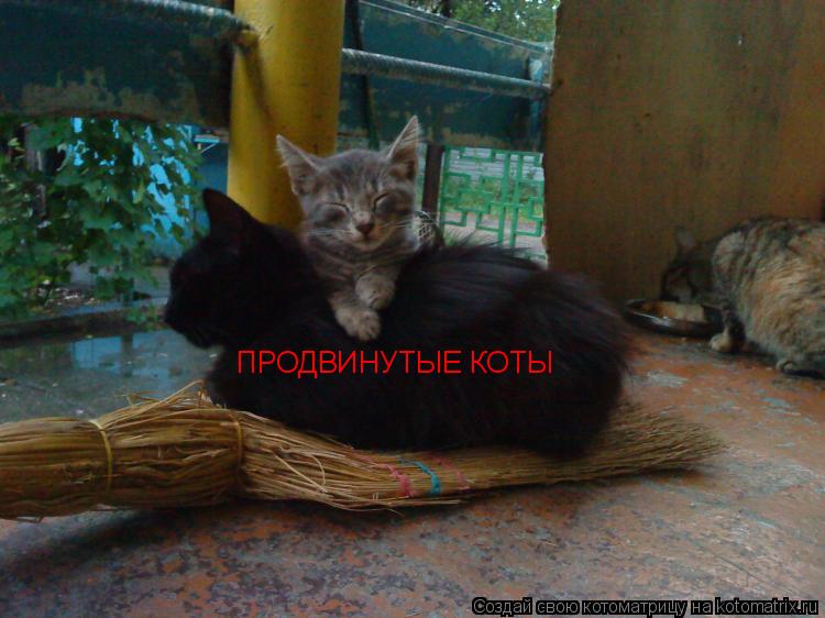 ПРОДВИНУТЫЕ КОТЫ... Котоматрица: ПРОДВИНУТЫЕ КОТЫ