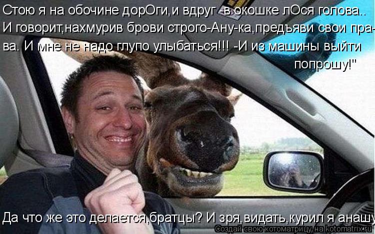 Стою я на обочине дорОги,и вдруг -в окошке лОся голова.. И говорит,нахмурив брови строго-Ану-ка,предъ... Котоматрица: Стою я на обочине дорОги,и вдруг -в окошке лОся голова.. И говорит,нахмурив брови строго-Ану-ка,предъяви свои пра- ва. И мне не надо глупо улыб