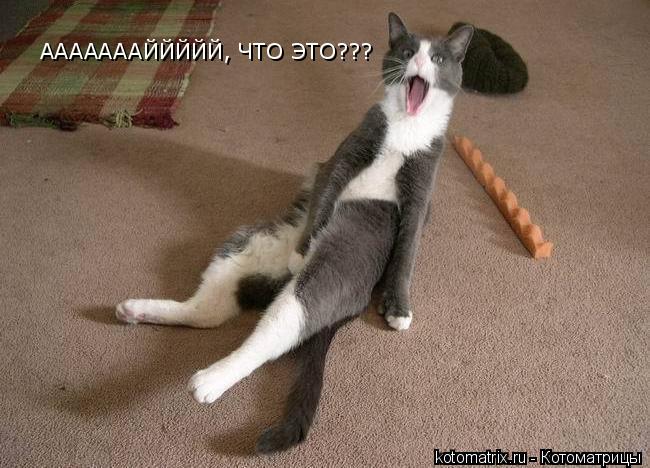 АААААААЙЙЙЙЙ, ЧТО ЭТО???... Котоматрица: АААААААЙЙЙЙЙ, ЧТО ЭТО???