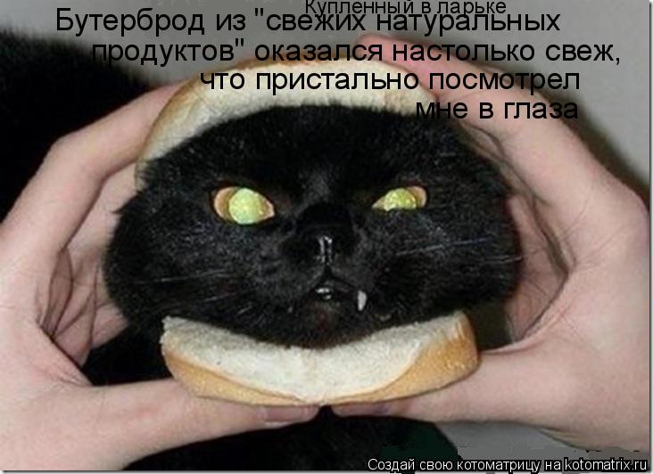 Бутерброд из "свежих натуральных продуктов" оказался настолько свеж, что пристально посмотрел мне в ... Котоматрица: Бутерброд из "свежих натуральных продуктов" оказался настолько свеж, что пристально посмотрел мне в глаза Купленный в ларьке