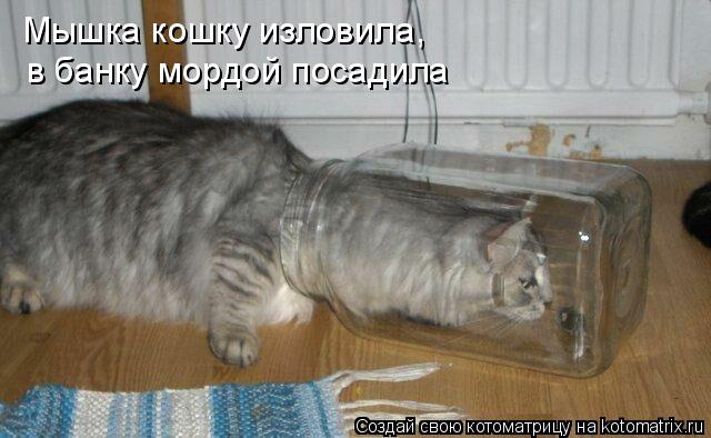 Мышка кошку изловила, в банку мордой посадила... Котоматрица: Мышка кошку изловила, в банку мордой посадила