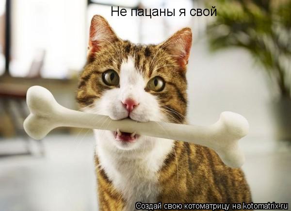 Не пацаны я свой... Котоматрица: Не пацаны я свой
