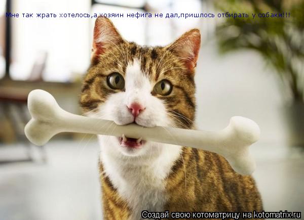 Мне так жрать хотелось,а хозяин нефига не дал,пришлось отбирать у собаки!!!... Котоматрица: Мне так жрать хотелось,а хозяин нефига не дал,пришлось отбирать у собаки!!!