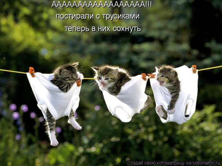 АААААААААААААААААА!!! постирали с трусиками теперь в них сохнуть... Котоматрица: АААААААААААААААААА!!! постирали с трусиками теперь в них сохнуть