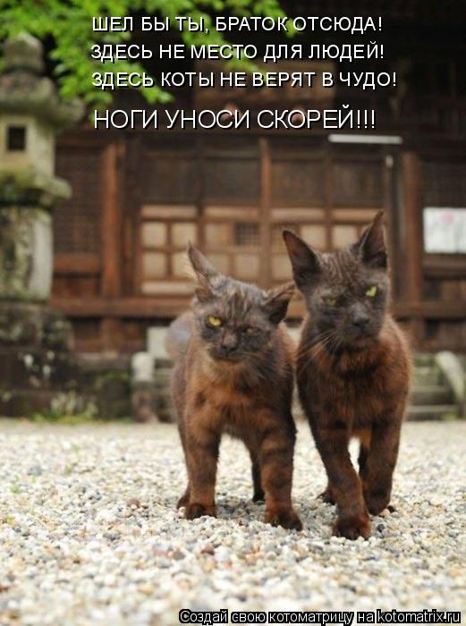 ШЕЛ БЫ ТЫ, БРАТОК ОТСЮДА! ЗДЕСЬ НЕ МЕСТО ДЛЯ ЛЮДЕЙ! ЗДЕСЬ КОТЫ НЕ ВЕРЯТ В ЧУДО! НОГИ УНОСИ СКОРЕЙ!!!... Котоматрица: ШЕЛ БЫ ТЫ, БРАТОК ОТСЮДА! ЗДЕСЬ НЕ МЕСТО ДЛЯ ЛЮДЕЙ! ЗДЕСЬ КОТЫ НЕ ВЕРЯТ В ЧУДО! НОГИ УНОСИ СКОРЕЙ!!!