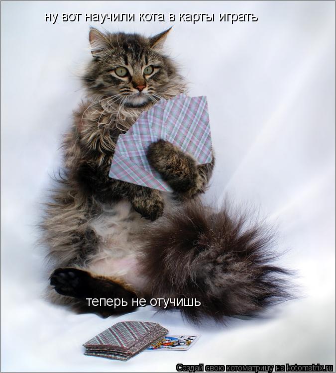 ну вот научили кота в карты играть теперь не отучишь... Котоматрица: ну вот научили кота в карты играть теперь не отучишь