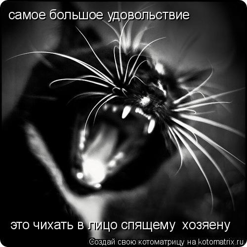 самое большое удовольствие это чихать в лицо спящему хозяену... Котоматрица: самое большое удовольствие это чихать в лицо спящему хозяену