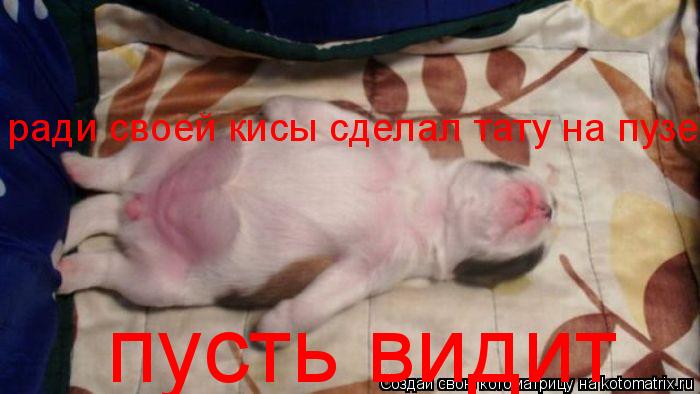 ради своей кисы сделал тату на пузе пусть видит... Котоматрица: ради своей кисы сделал тату на пузе пусть видит