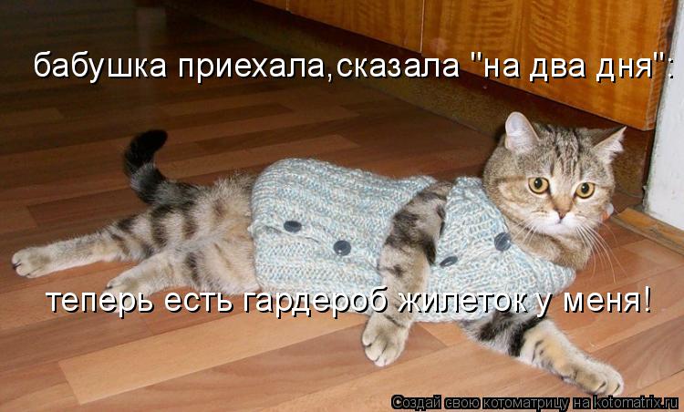 бабушка приехала,сказала "на два дня": теперь есть гардероб жилеток у меня!... Котоматрица: бабушка приехала,сказала "на два дня": теперь есть гардероб жилеток у меня!