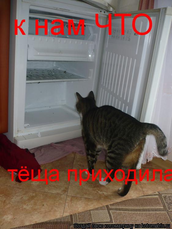 к нам ЧТО тёща приходила... Котоматрица: к нам ЧТО тёща приходила