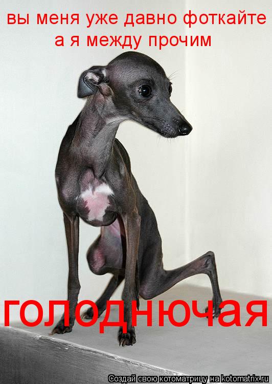вы меня уже давно фоткайте а я между прочим голоднючая... Котоматрица: вы меня уже давно фоткайте а я между прочим голоднючая