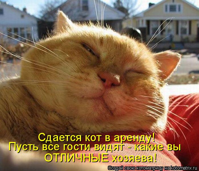 Сдается кот в аренду! Пусть все гости видят - какие вы ОТЛИЧНЫЕ хозяева!... Котоматрица: Сдается кот в аренду! Пусть все гости видят - какие вы ОТЛИЧНЫЕ хозяева!