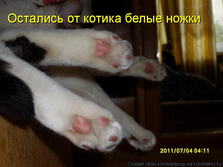 Остались от котика белые ножки... Котоматрица: Остались от котика белые ножки