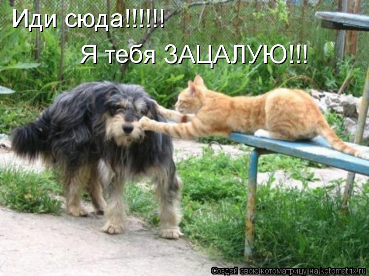 Иди сюда!!!!!! Я тебя ЗАЦАЛУЮ!!!... Котоматрица: Иди сюда!!!!!! Я тебя ЗАЦАЛУЮ!!!