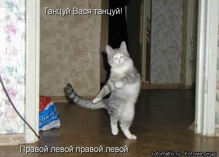 Танцуй Вася танцуй! Правой левой правой левой... Котоматрица: Танцуй Вася танцуй! Правой левой правой левой