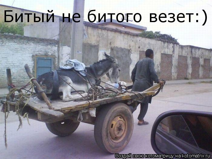 Битый не битого везет:)... Котоматрица: Битый не битого везет:)