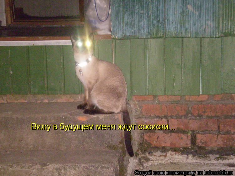 Вижу в будущем меня ждут сосиски...... Котоматрица: Вижу в будущем меня ждут сосиски...