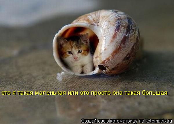 это я такая маленькая или это просто она такая большая... Котоматрица: это я такая маленькая или это просто она такая большая