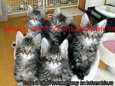МАМА!!! КАК??? ОПЯТЬ МАЛЬЧИК?!!!... Котоматрица: МАМА!!! КАК??? ОПЯТЬ МАЛЬЧИК?!!!