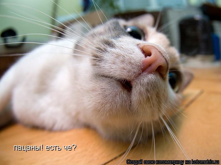 пацаны! есть че?... Котоматрица: пацаны! есть че?