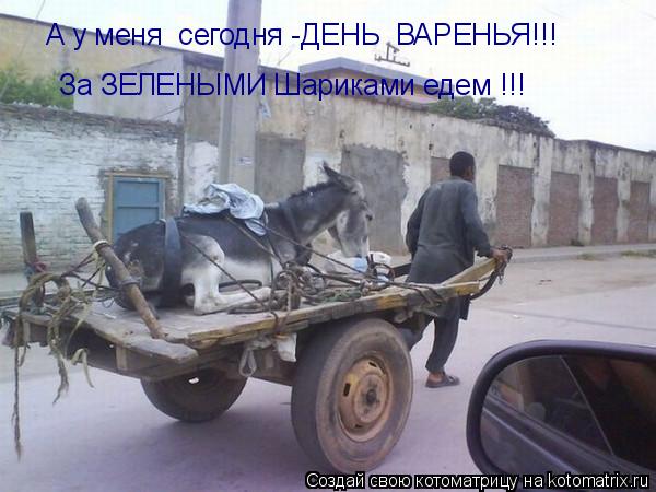 А у меня сегодня -ДЕНЬ ВАРЕНЬЯ!!! За ЗЕЛЕНЫМИ Шариками едем !!!... Котоматрица: А у меня сегодня -ДЕНЬ ВАРЕНЬЯ!!! За ЗЕЛЕНЫМИ Шариками едем !!!