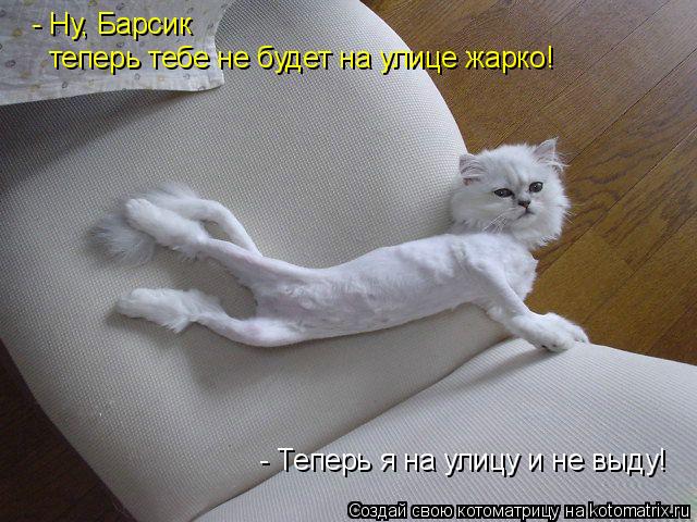 - Ну, Барсик теперь тебе не будет на улице жарко! - Теперь я на улицу и не выду!... Котоматрица: - Ну, Барсик теперь тебе не будет на улице жарко! - Теперь я на улицу и не выду!