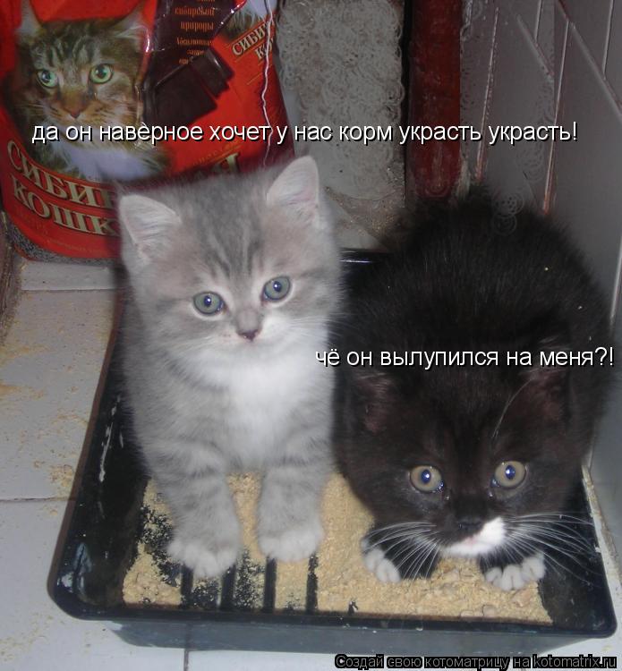 да он наверное хочет у нас корм украсть украсть! чё он вылупился на меня?!... Котоматрица: да он наверное хочет у нас корм украсть украсть! чё он вылупился на меня?!