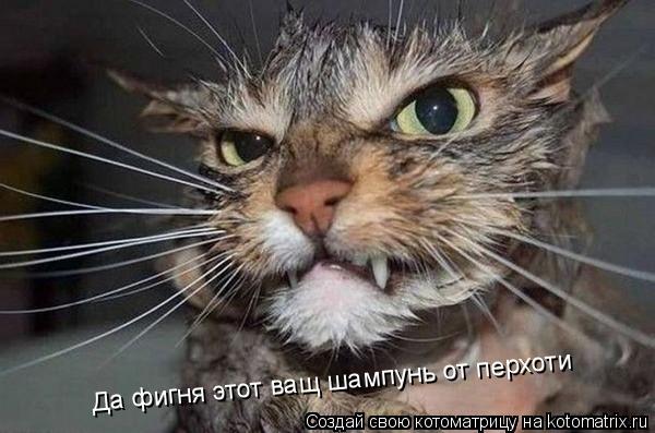Да фигня этот ващ шампунь от перхоти... Котоматрица: Да фигня этот ващ шампунь от перхоти