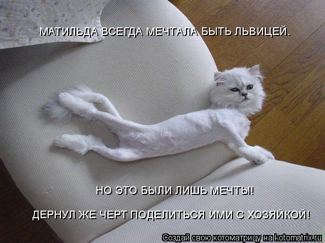 МАТИЛЬДА ВСЕГДА МЕЧТАЛА БЫТЬ ЛЬВИЦЕЙ. НО ЭТО БЫЛИ ЛИШЬ МЕЧТЫ! ДЕРНУЛ ЖЕ ЧЕРТ ПОДЕЛИТЬСЯ ИМИ С ХОЗЯЙКО... Котоматрица: МАТИЛЬДА ВСЕГДА МЕЧТАЛА БЫТЬ ЛЬВИЦЕЙ. НО ЭТО БЫЛИ ЛИШЬ МЕЧТЫ! ДЕРНУЛ ЖЕ ЧЕРТ ПОДЕЛИТЬСЯ ИМИ С ХОЗЯЙКОЙ!