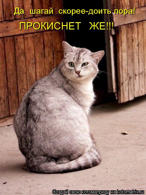 Да шагай скорее-доить пора! ПРОКИСНЕТ ЖЕ!!!... Котоматрица: Да шагай скорее-доить пора! ПРОКИСНЕТ ЖЕ!!!