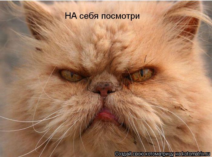НА себя посмотри... Котоматрица: НА себя посмотри