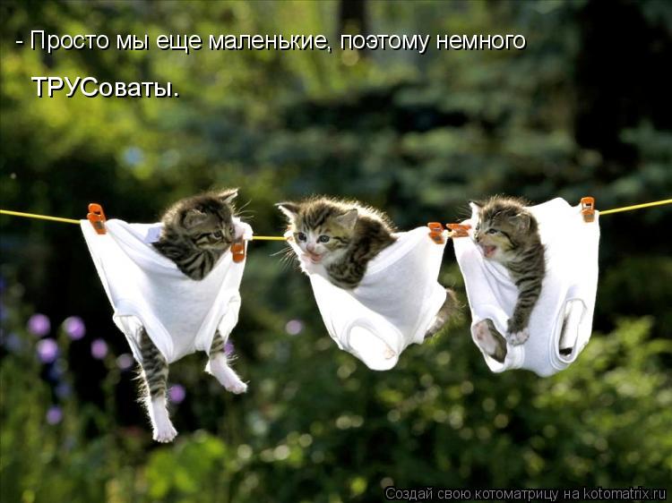 - Просто мы еще маленькие, поэтому немного ТРУСоваты.... Котоматрица: - Просто мы еще маленькие, поэтому немного ТРУСоваты.