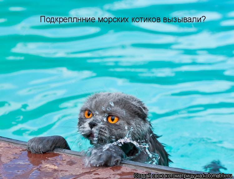 Подкреплнние морских котиков вызывали?... Котоматрица: Подкреплнние морских котиков вызывали?