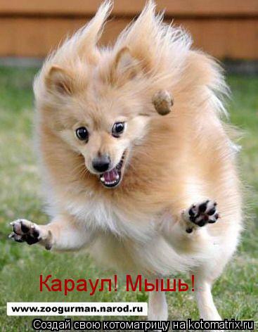 Караул! Мышь!... Котоматрица: Караул! Мышь!
