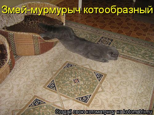 Змей-мурмурыч котообразный... Котоматрица: Змей-мурмурыч котообразный