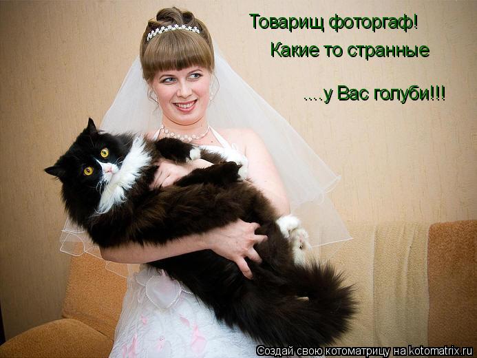 Товарищ фоторгаф! Какие то странные ....у Вас голуби!!!... Котоматрица: Товарищ фоторгаф! Какие то странные ....у Вас голуби!!!