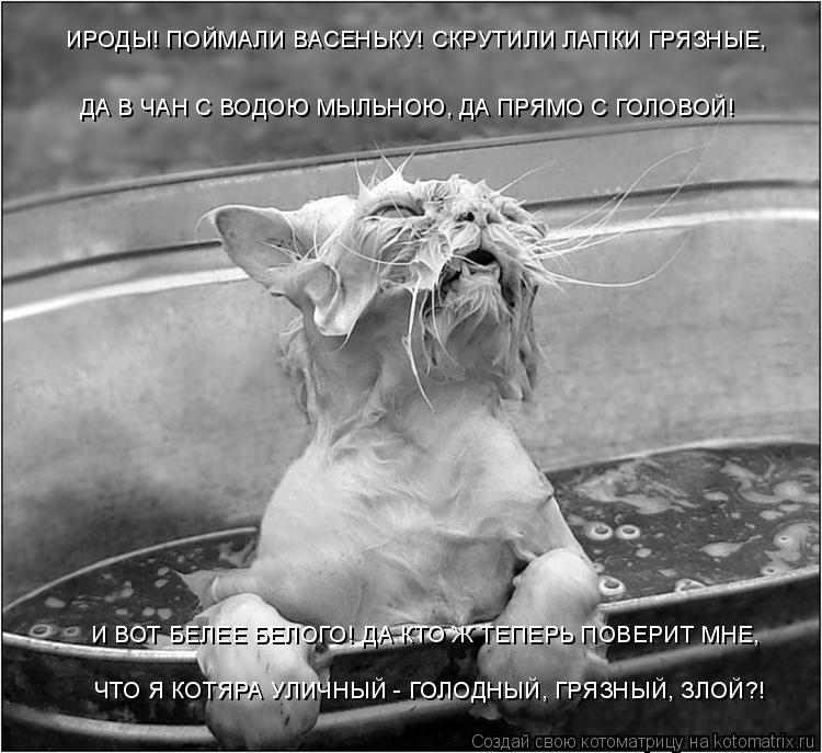 ИРОДЫ! ПОЙМАЛИ ВАСЕНЬКУ! СКРУТИЛИ ЛАПКИ ГРЯЗНЫЕ, ДА В ЧАН С ВОДОЮ МЫЛЬНОЮ, ДА ПРЯМО С ГОЛОВОЙ! И ВОТ ... Котоматрица: ИРОДЫ! ПОЙМАЛИ ВАСЕНЬКУ! СКРУТИЛИ ЛАПКИ ГРЯЗНЫЕ, ДА В ЧАН С ВОДОЮ МЫЛЬНОЮ, ДА ПРЯМО С ГОЛОВОЙ! И ВОТ БЕЛЕЕ БЕЛОГО! ДА КТО Ж ТЕПЕРЬ ПОВЕРИТ МНЕ,
