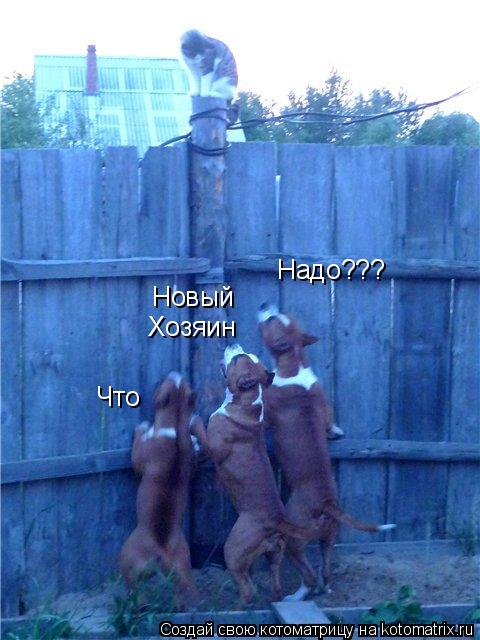 Что Новый Хозяин Надо???... Котоматрица: Что Новый Хозяин Надо???