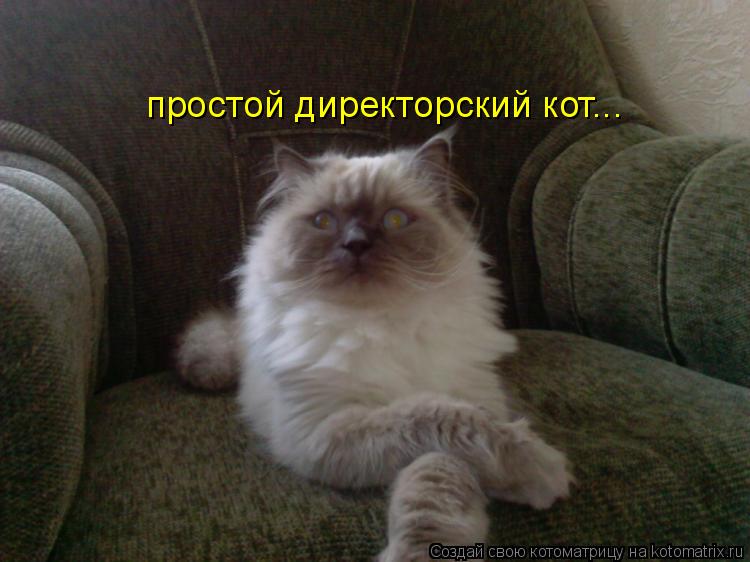 простой директорский кот...... Котоматрица: простой директорский кот...