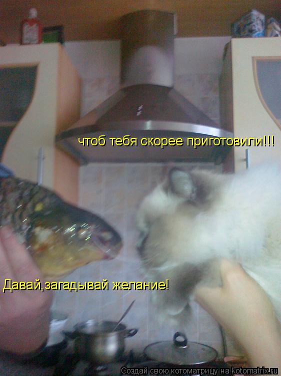Давай,загадывай желание! чтоб тебя скорее приготовили!!!... Котоматрица: Давай,загадывай желание! чтоб тебя скорее приготовили!!!