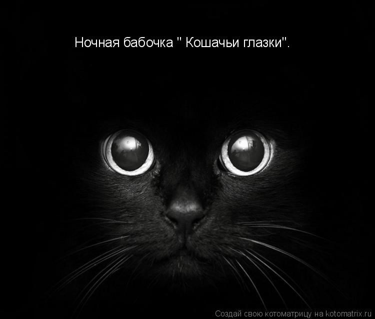 Ночная бабочка '' Кошачьи глазки''.... Котоматрица: Ночная бабочка '' Кошачьи глазки''.