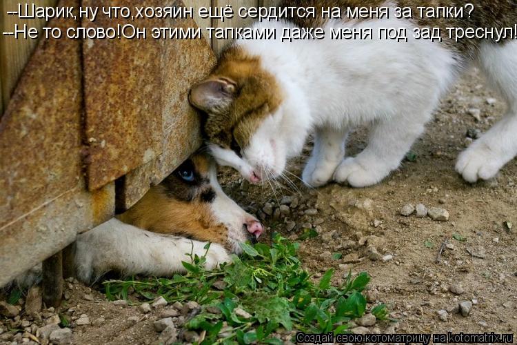 --Шарик,ну что,хозяин ещё сердится на меня за тапки? --Не то слово!Он этими тапками даже меня под зад... Котоматрица: --Шарик,ну что,хозяин ещё сердится на меня за тапки? --Не то слово!Он этими тапками даже меня под зад треснул!