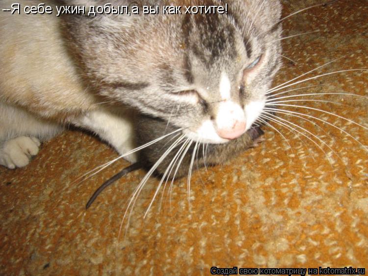 --Я себе ужин добыл,а вы как хотите!... Котоматрица: --Я себе ужин добыл,а вы как хотите!