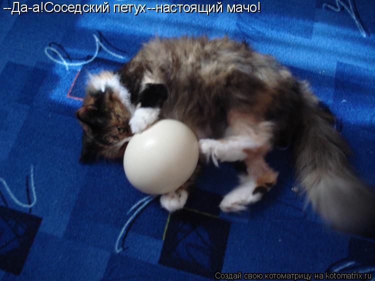 --Да-а!Соседский петух--настоящий мачо!... Котоматрица: --Да-а!Соседский петух--настоящий мачо!