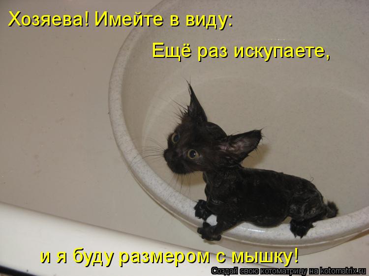 Хозяева! Имейте в виду: Ещё раз искупаете, и я буду размером с мышку!... Котоматрица: Хозяева! Имейте в виду: Ещё раз искупаете, и я буду размером с мышку!