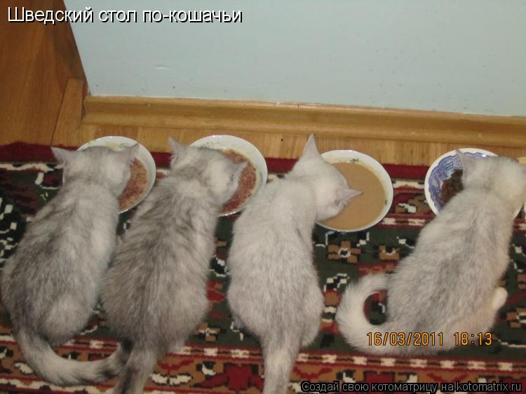 Шведский стол по-кошачьи... Котоматрица: Шведский стол по-кошачьи
