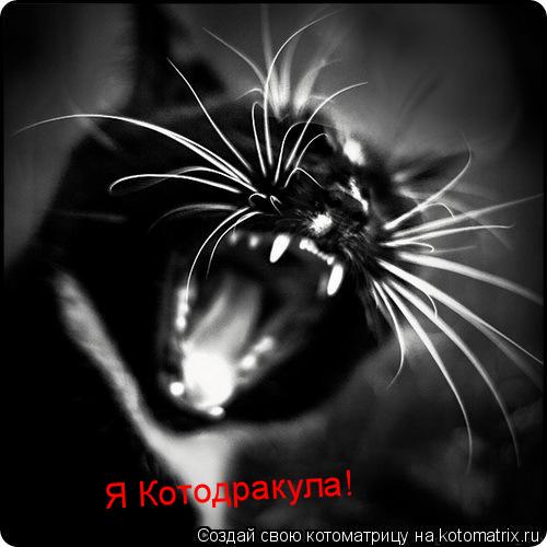 Я Котодракула!... Котоматрица: Я Котодракула!