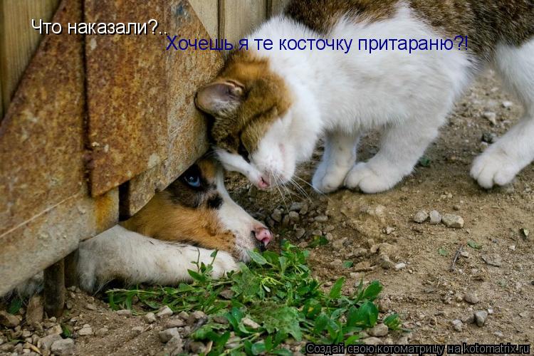 Что наказали?.. Хочешь я те косточку притараню?!... Котоматрица: Что наказали?.. Хочешь я те косточку притараню?!