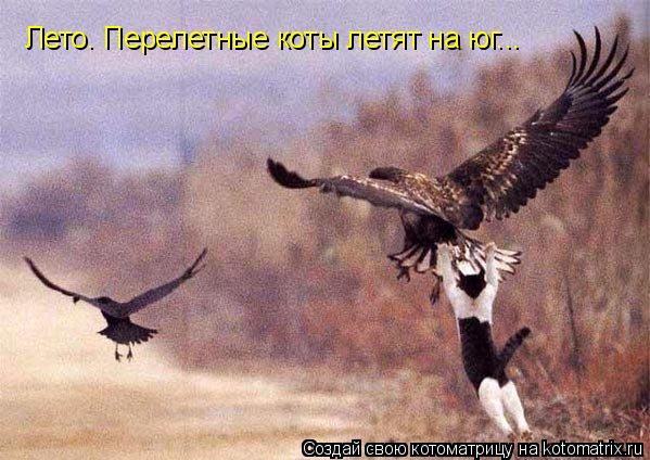 Котоматрица: Лето. Перелетные коты летят на юг...